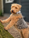 Bow - Furry Friends Collection