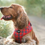 Harness - Tartan Woof Collection