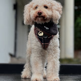 Collar - Tartan Tan Beige Woof Collection - Halsband Tartan