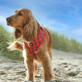 Harness - Tartan Woof Collection