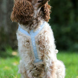 Harness Teddy Collection- Blue