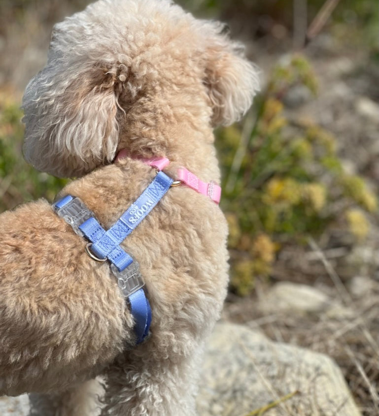Duo color harness
