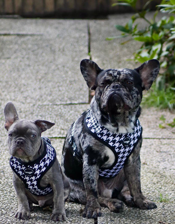 Woofs & Co Houndstooth Black Edition