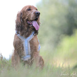 Woofs & Co hondentuigje