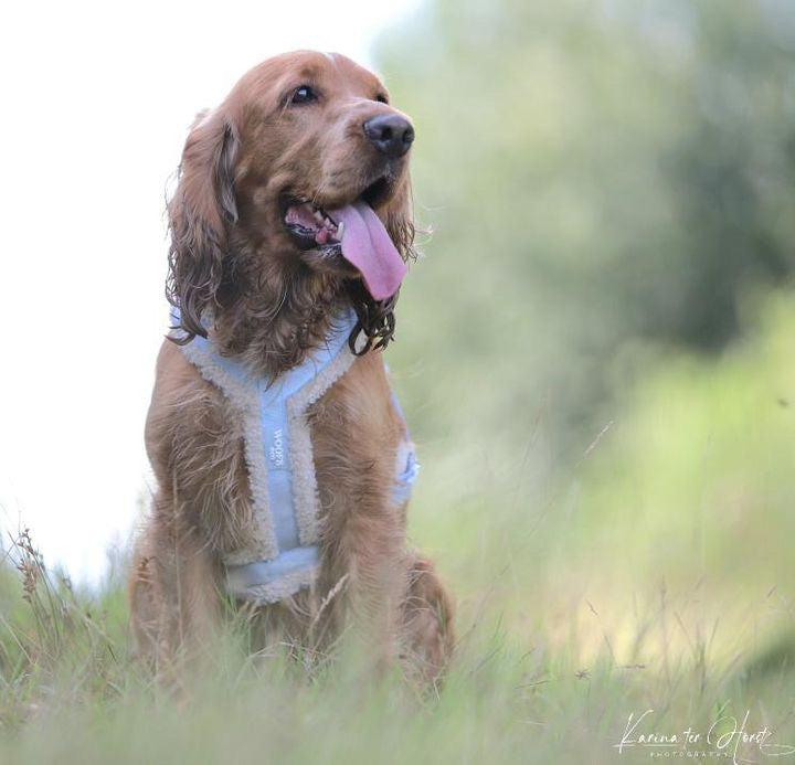 Woofs & Co hondentuigje