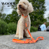 Leash - Clover Orange - Gold Edition