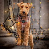 Harness - Tartan Tan Beige Woof Collection