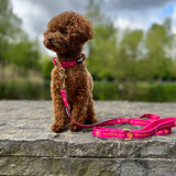 Leash - Clover Pink - Gold Edition