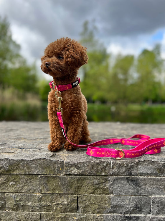 Leash - Clover Pink - Gold Edition