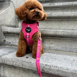 Leash - Clover Pink Collection