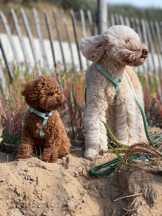 Duo Color Harness by Woofs & Co. Dog Rope Ombre Sage Green.