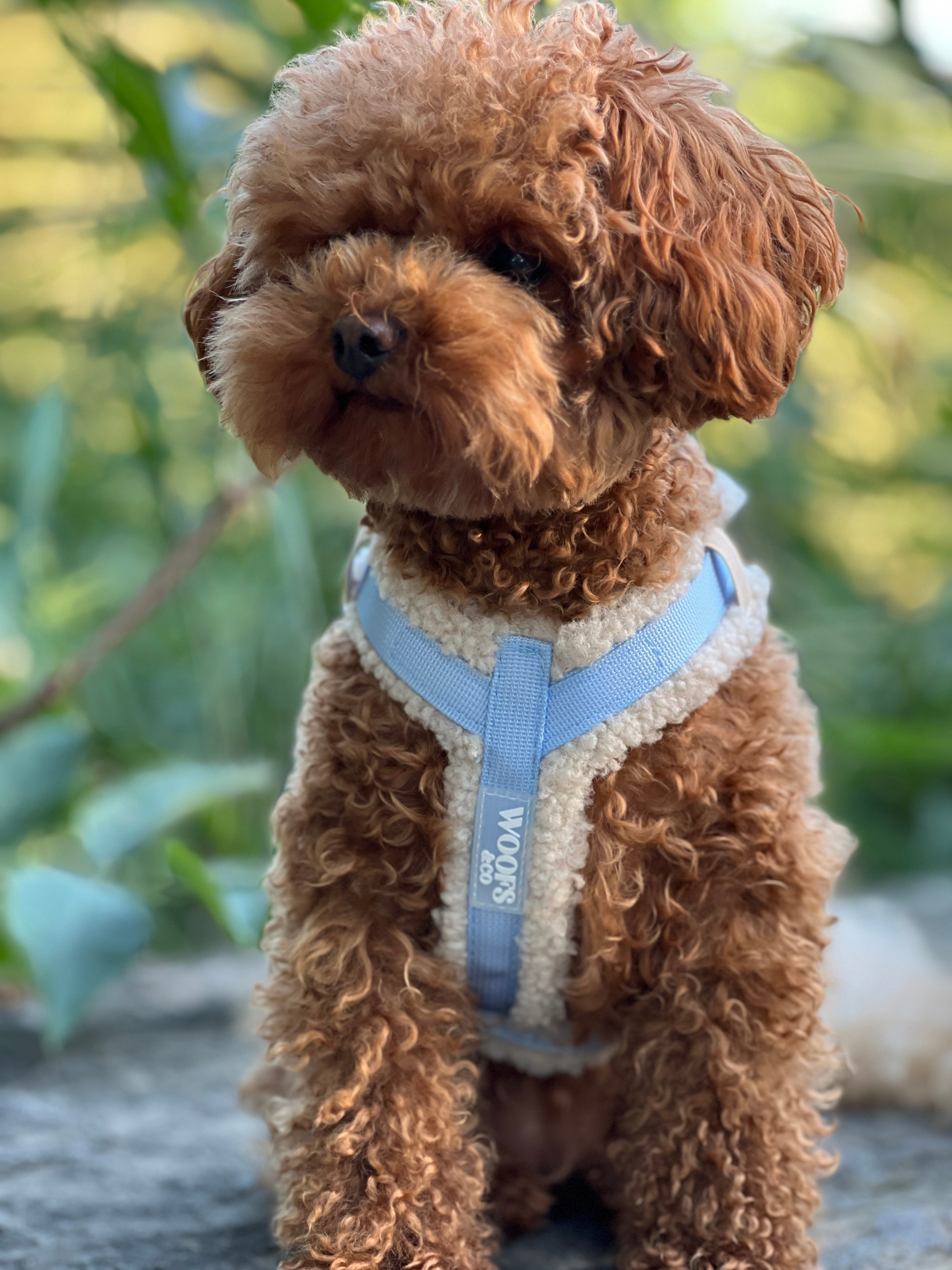 Maat XXS tuigje Teddy Collectie