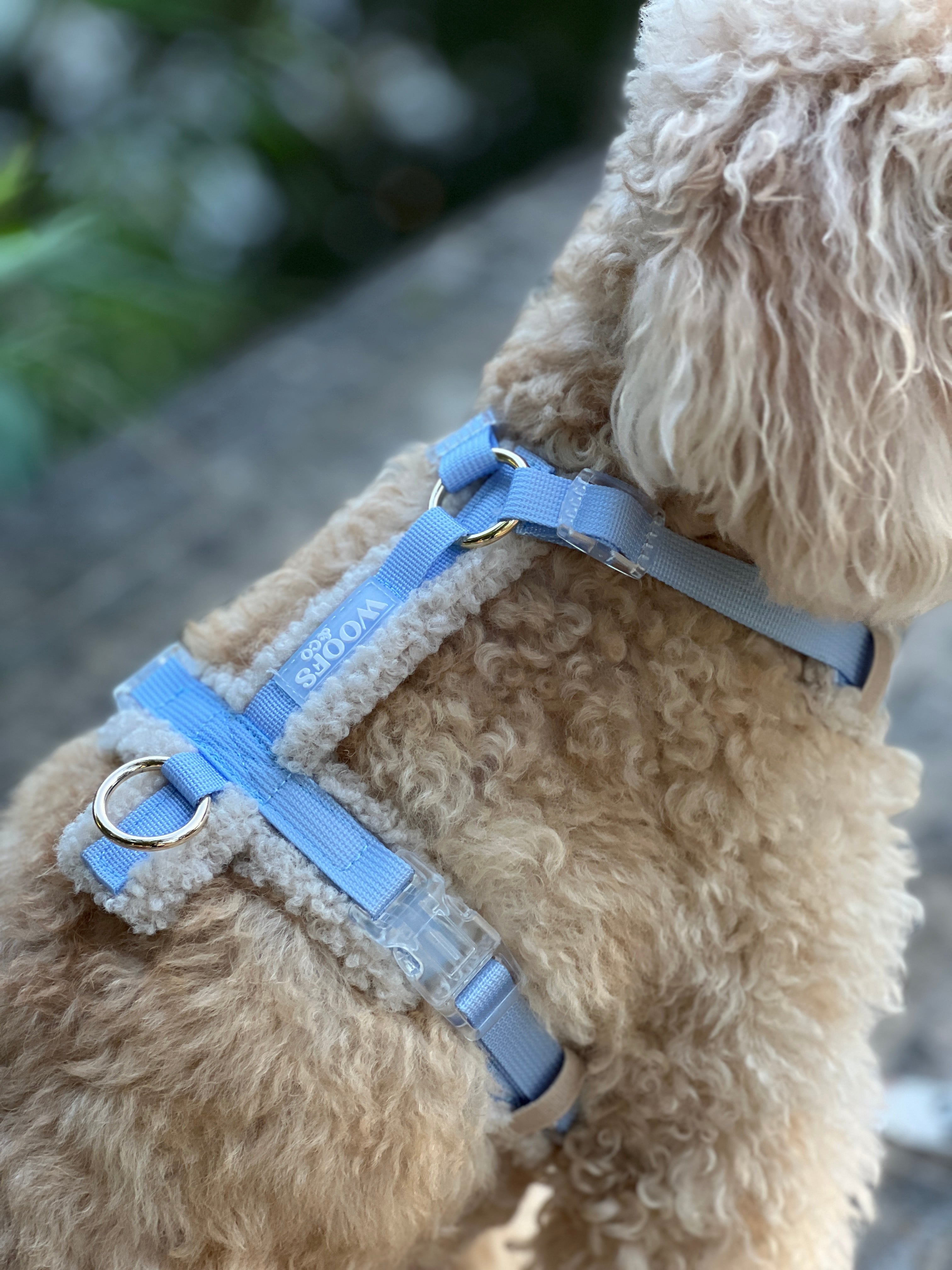 Teddy Collection Woofs & Co