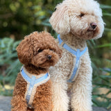 Harness Teddy Collection- Blue