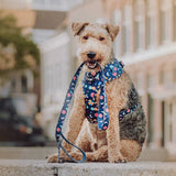 Leash - Space Collection