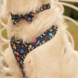 Collar - Space