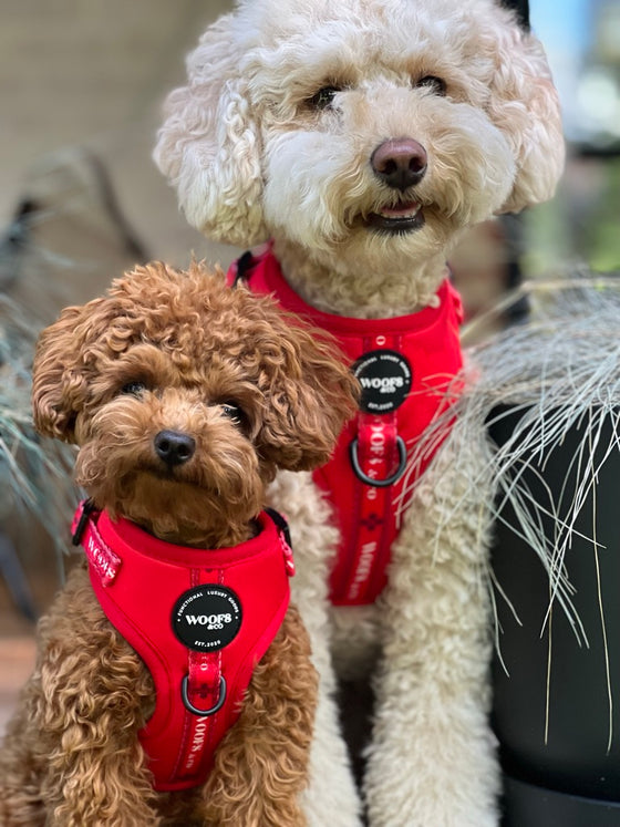 Harness - Clover Red Collection