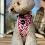 Harness - Crazy Lobster Collection