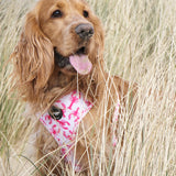 Harness - Crazy Lobster Collection